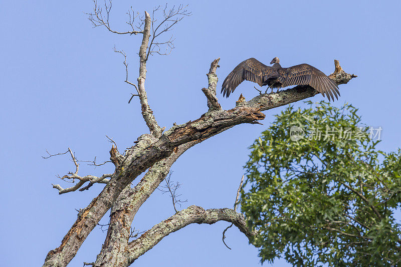 黑秃鹫(Coragyps atratus)在死树上，翅膀展开